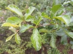 Allophylus decipiens