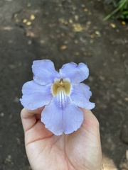 Thunbergia grandiflora