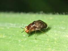 Steganopsis melanogaster