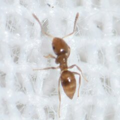 Brachymyrmex obscurior