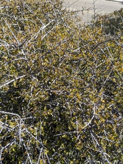 Rhamnus crocea