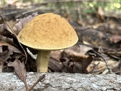 Leccinellum rugosiceps