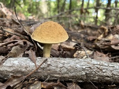 Leccinellum rugosiceps
