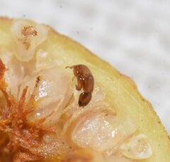 Pegoscapus mexicanus
