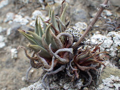 Dudleya verityi