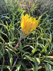 Gazania rigens