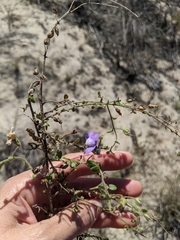 Sairocarpus nuttallianus