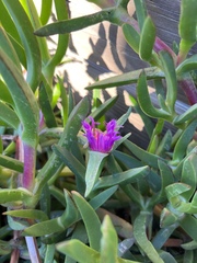 Carpobrotus chilensis