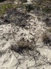 Sairocarpus nuttallianus