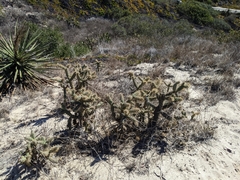 Cylindropuntia prolifera