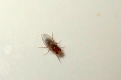 Drosophila melanogaster