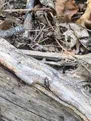 Eunemobius carolinus