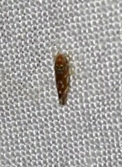 Erythroneura rubra