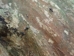 Technomyrmex albipes