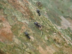 Technomyrmex albipes