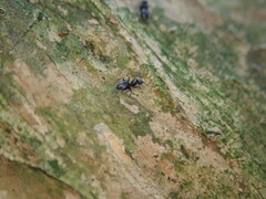 Technomyrmex albipes