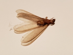 Termitoidae