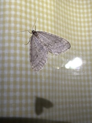 Operophtera