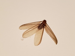 Termitoidae