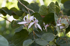 Bauhinia purpurea