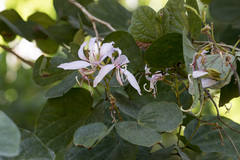 Bauhinia purpurea