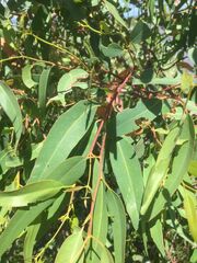 Eucalyptus microcorys