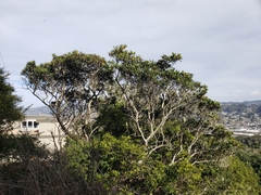 Heteromeles arbutifolia