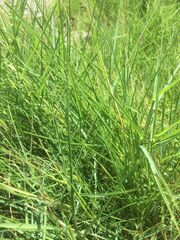Paspalum distichum