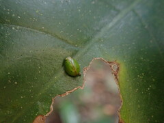 Hemisphaerius
