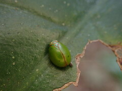 Hemisphaerius