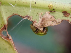 Hemisphaerius