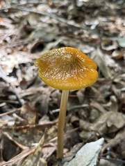 Radicatae