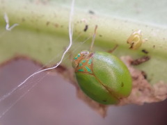 Hemisphaerius