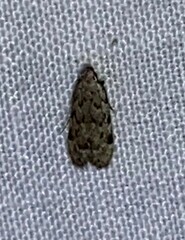 Taygete attributella