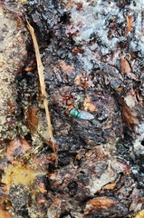 Chrysomya megacephala