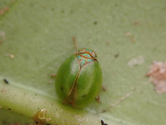 Hemisphaerius
