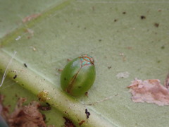 Hemisphaerius