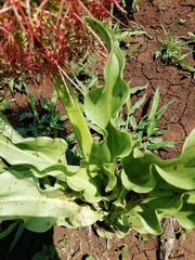 Scadoxus multiflorus