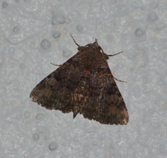 Metalectra diabolica