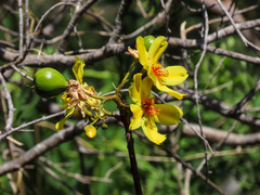 Cochlospermum gillivraei