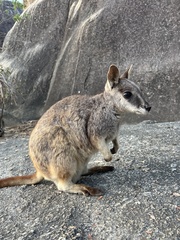 Petrogale mareeba