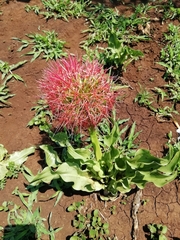Scadoxus multiflorus