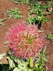 Scadoxus multiflorus
