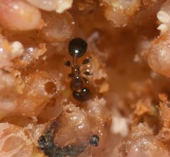 Xenomyrmex floridanus