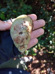 Megalobulimus