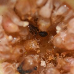 Xenomyrmex floridanus