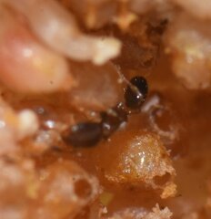 Xenomyrmex floridanus