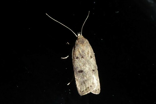 Phaeosaces apocrypta Meyrick, 1886