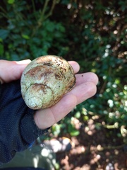 Megalobulimus