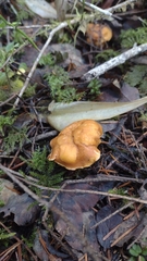 Cantharellus formosus